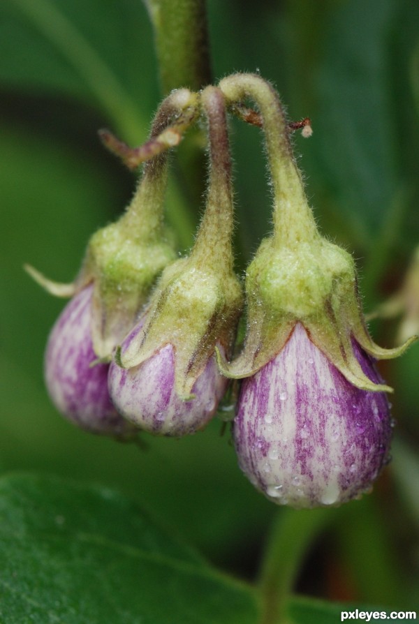 Little Eggplants