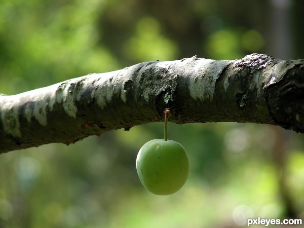 Lonely plum...