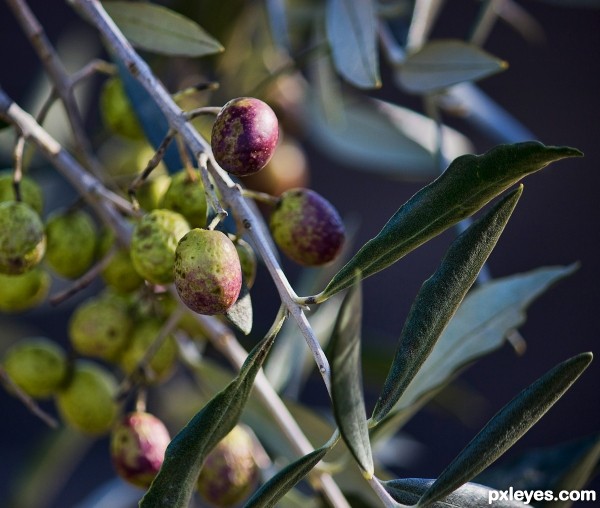 Olive tree