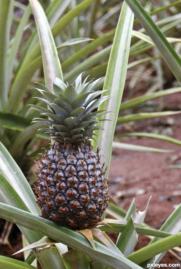 Pineapple