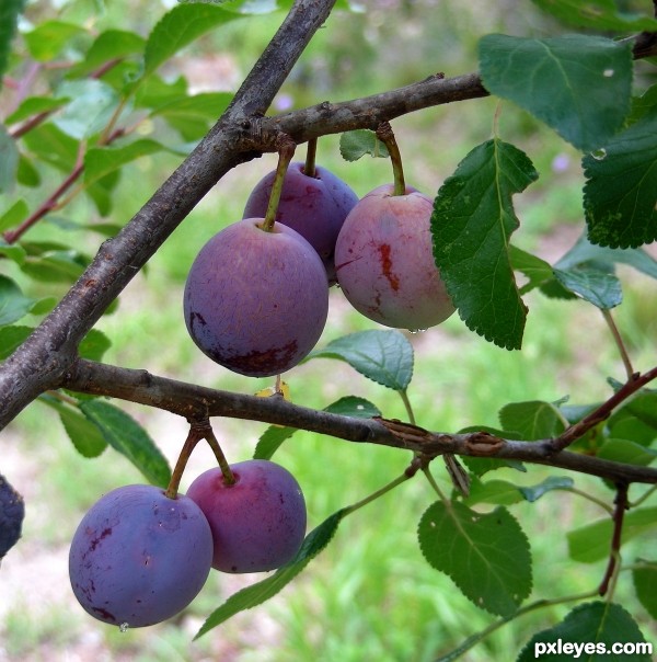 Plums