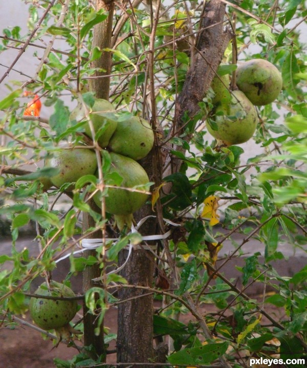 Pomegranate