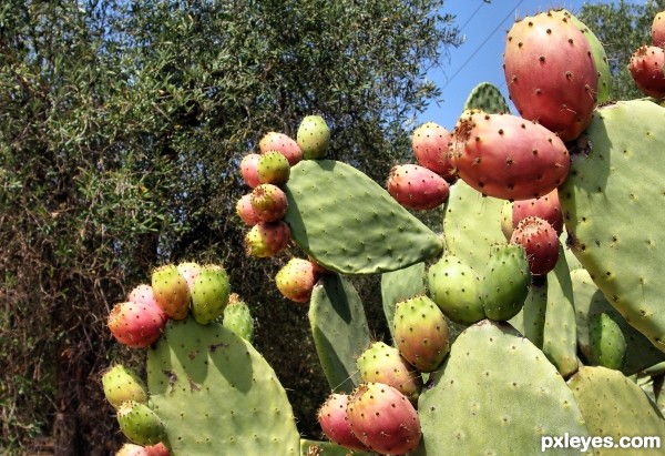 Prickly pear