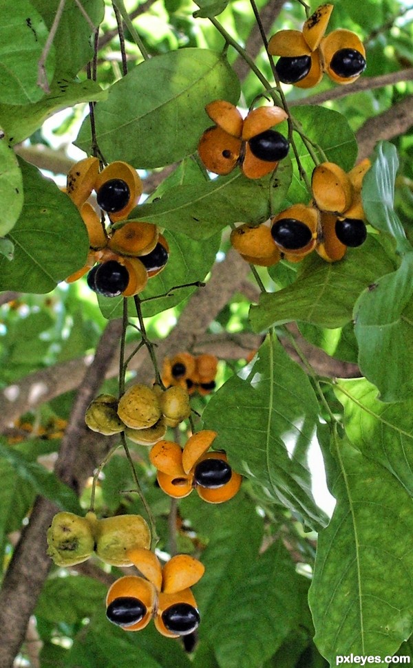 Weird Zoo Fruit