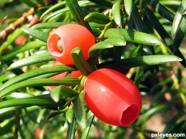 Yew Berries