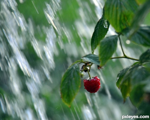 berry in the rain