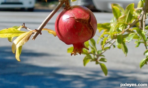 pomegranate