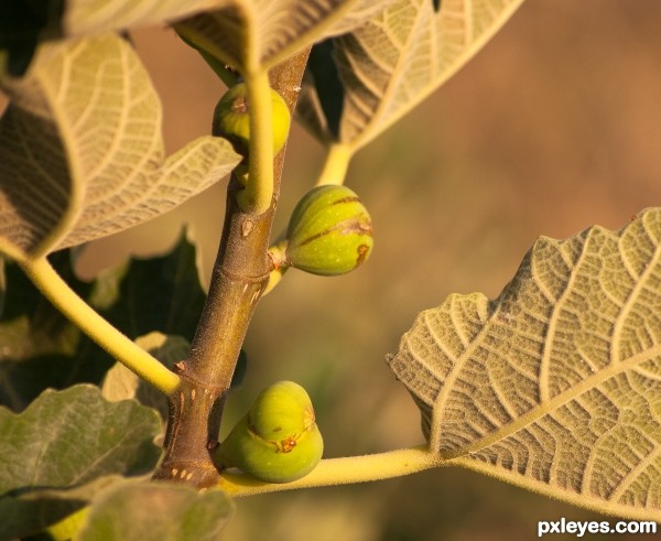 wild fig tree 