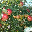 fruit in tree photography contest