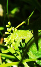 BabyGrapes