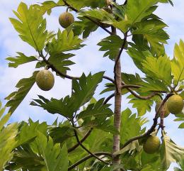 Breadfruit