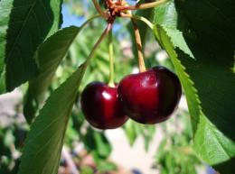 Cherry Tree Picture