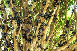 Jabuticaba