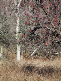 Late Apples