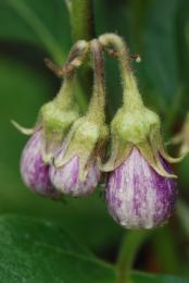 Little Eggplants