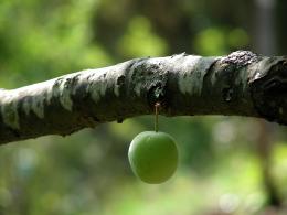 Lonely plum...