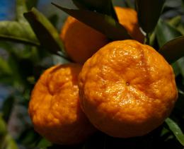 MyMandarins