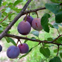 Plums