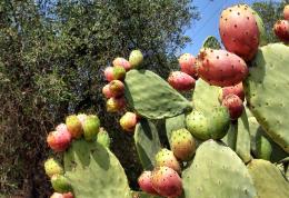 Pricklypear