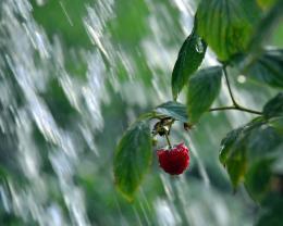 berry in the rain