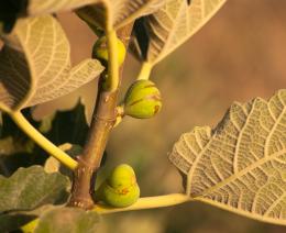 wild fig tree 