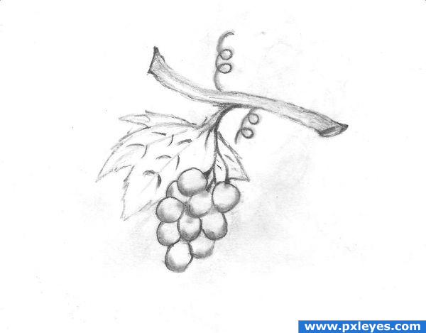 Creation of Grapes: Final Result