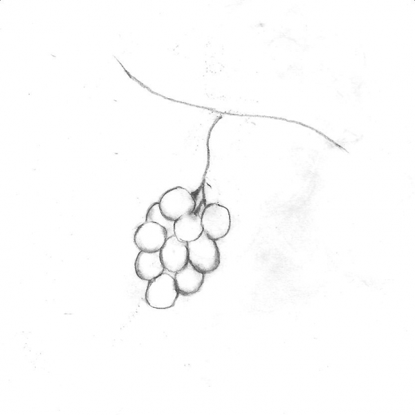 Creation of Grapes: Step 1