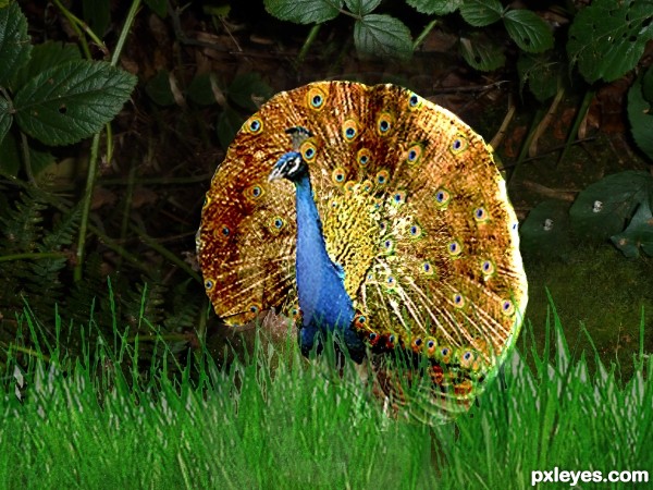 Creation of Peacock: Final Result
