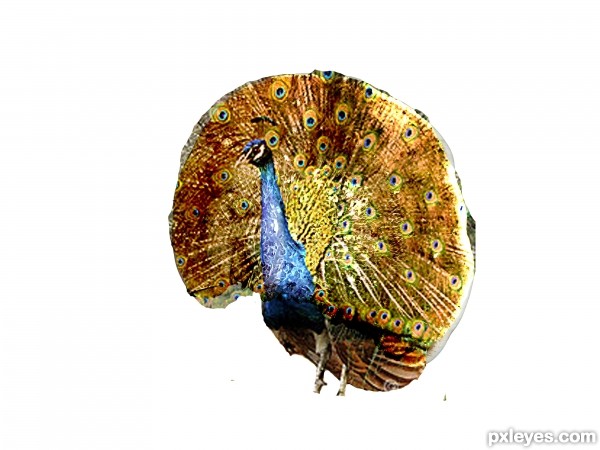 Creation of Peacock: Step 2