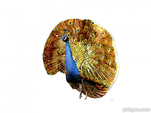 Creation of Peacock: Step 3