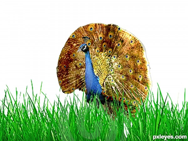 Creation of Peacock: Step 4