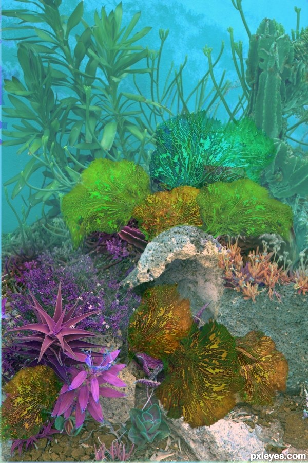Creation of Swimming Amidst the Sea Fans: Step 7