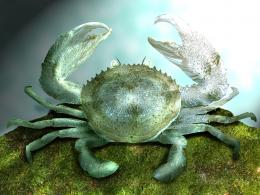 Crab affected by fungus!!