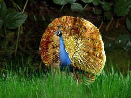 Peacock