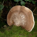 fungus source image