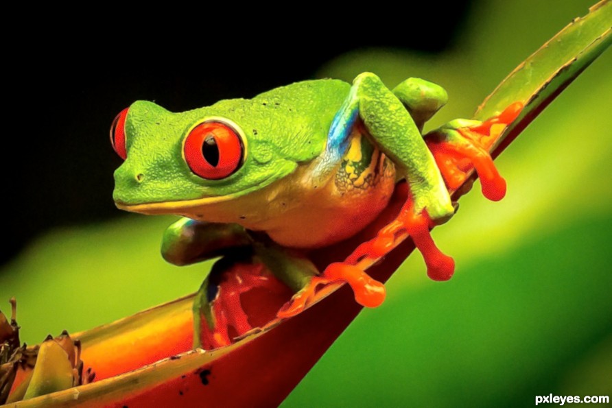 Green, red eyed frog smiling