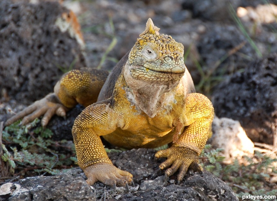 how do you like my new yellow suit?