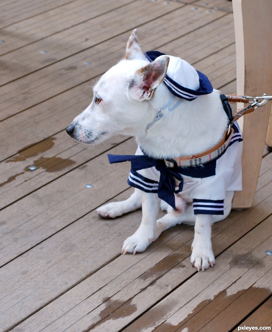 sailor dog