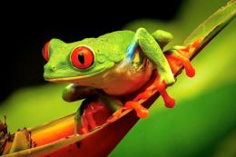 Green, red eyed frog smiling