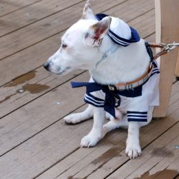 sailordog