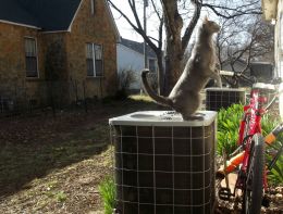 Urban Kangaroo 