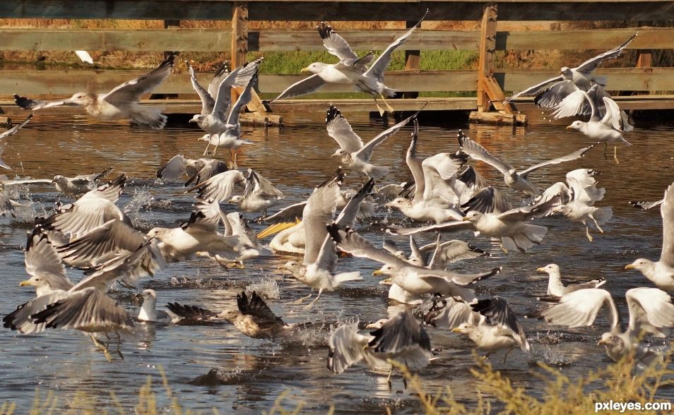 Gulls