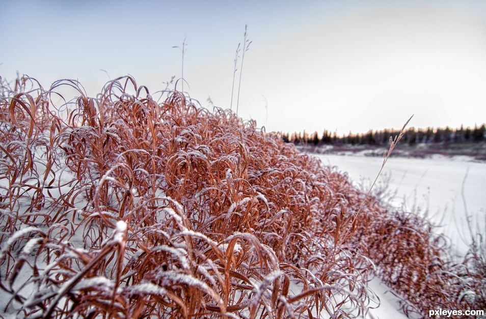 Snow Covered Grass 