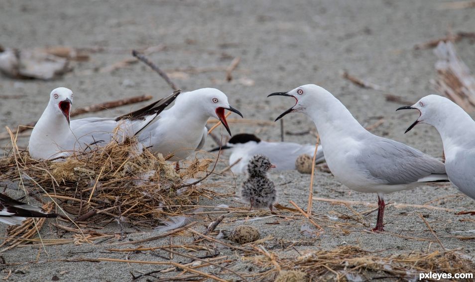 Gulls