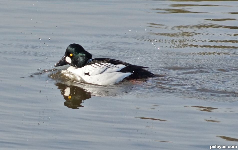 Goldeneye