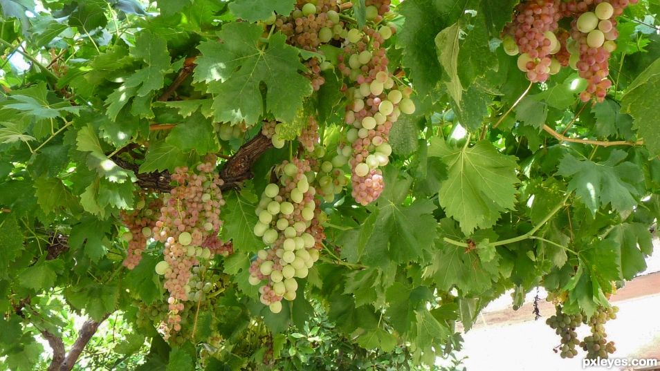 Grapes