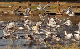 Gulls