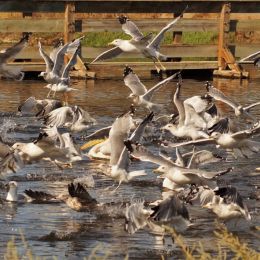 Gulls