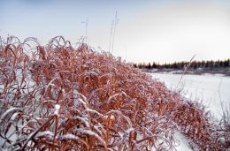 Snow Covered Grass 