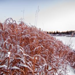 SnowCoveredGrass